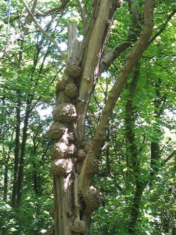 celine,gaellle et delphine 009