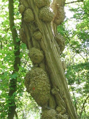 celine,gaellle et delphine 010