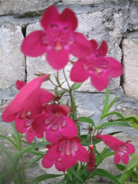 schoolfeest+ fermes 103