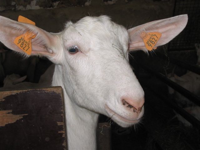 schoolfeest+ fermes 084