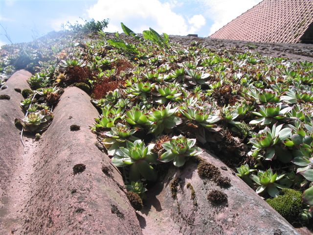 schoolfeest+ fermes 048