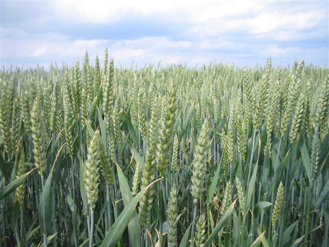 schoolfeest+ fermes 061