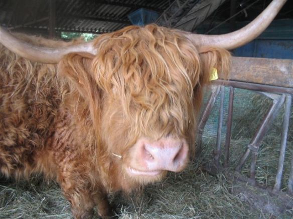 schoolfeest+ fermes 032