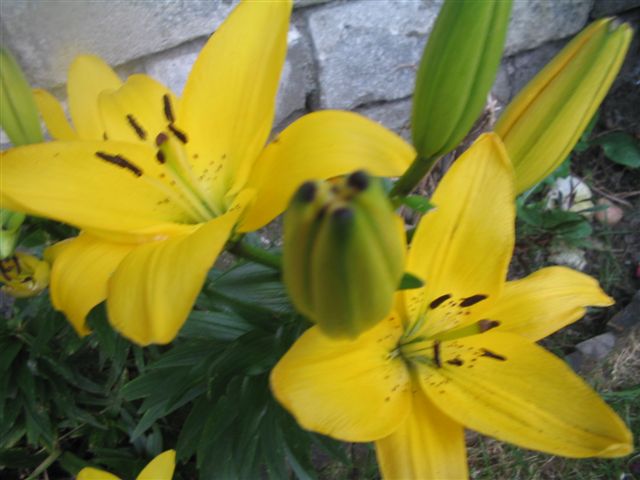 schoolfeest+ fermes 102