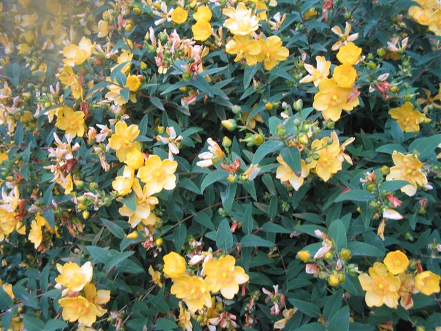 schoolfeest+ fermes 104