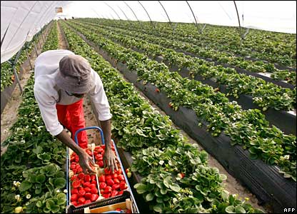 Fraise culture Espagne