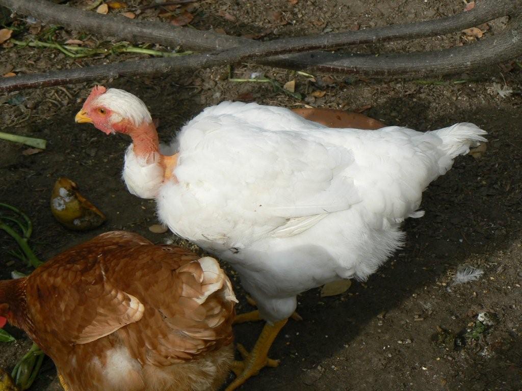 P1090103 Poule cou-nu