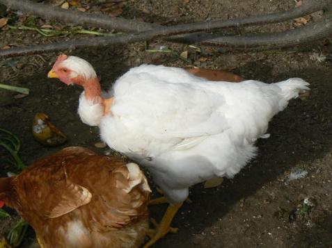 P1090103 Poule cou-nu