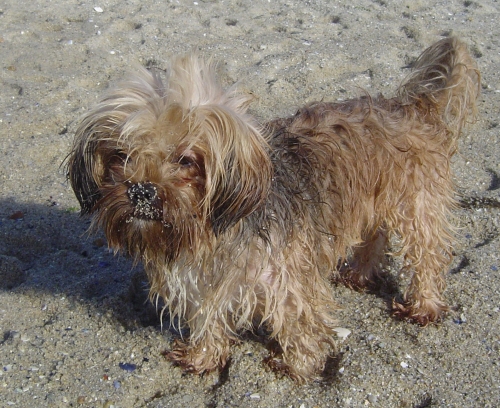 VACANCES BRETAGNE 2010 183.JPG