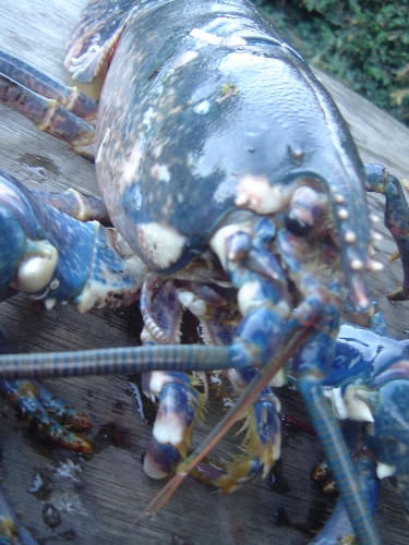 VACANCES BRETAGNE 2010 074.JPG