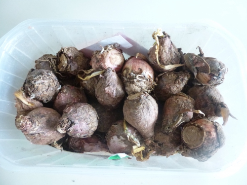 lampascioni,bouillon de légumes,riz a risotto,vin blanc,saucisse italienne au poivre,parmesan,beurre,ail,persil,sauge,piment,paprike,jus de citron vert